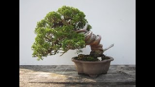 Juniper Bonsai Juniperus [upl. by Kotto100]