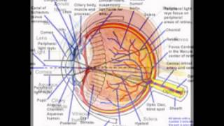 Fovea Function In The Eye [upl. by Danby679]