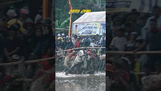 EPIC MOMENT COW RACE ❗PACU JAWI cowrace animals cow wonderfulindonesia [upl. by Aydne263]