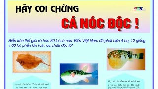 Tuyệt đối không ăn cá nóc  BRTgo [upl. by Eiramlehcar]