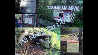 Australia Travels  Tasmanian Devils Pademelons Kangaroos Cape Barren Geese at the Unzoo Hobart [upl. by Matteo306]