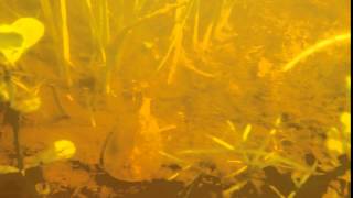 Wild Triops Cancriformis or tadpole shrimp in New Forest Pond England UK [upl. by Annait496]