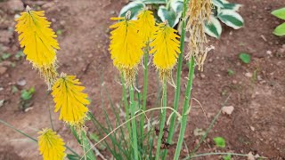 Plant Spotlight KniphofiaRed Hot Poker A beautiful perennial with vibrant colors zone 8aGA [upl. by Enyawd24]