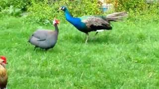 Peacock vs guinea fowl [upl. by Aniluap277]