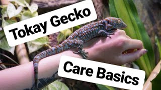 Tokay Gecko Care Guide [upl. by Aihseyk]