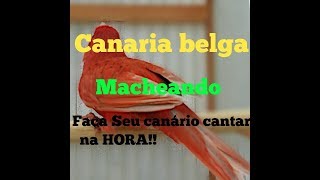 Faça Seu canário cantar na HORA  Fêmea macheando pro CANÁRIO BELGA  CANARIL PESSOA [upl. by Elocel]