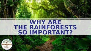 Why are the Rainforests So Important Science Education [upl. by Kcorb]