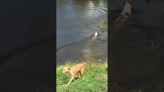 Dog Owner Lets Dog Swim With Crocodile 😱 [upl. by Arahas]