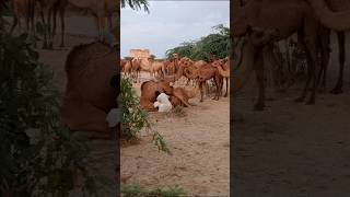 Camels at meeting animals sorts [upl. by Jesus]