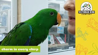 Sweet Male Eclectus Parrot  Victorian Bird Co [upl. by Trillby482]