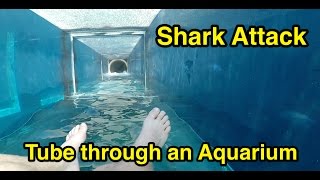 Shark Attack  Tube through an Aquarium  Atlantis The Palm in Dubai [upl. by Sarid]