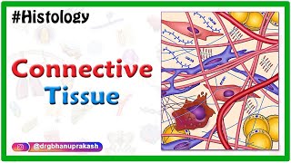 Histology of Connective Tissue usmle neetpg fmge mbbs [upl. by Hassadah]