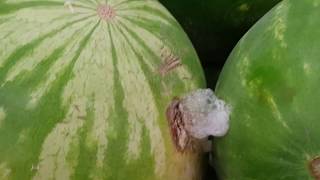 Foamy watermelon at Walmart [upl. by Bilek786]