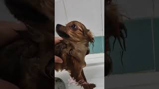 Cake fa il bagnoCute Pomeranian Takes a Bath🚿 cucciolopomeranianpuppypuppypets spitz dogfunny [upl. by Lenee239]