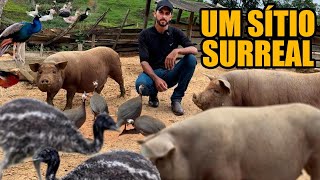 ENORME VARIEDADE DE ANIMAIS NO SÍTIO DO LUCAS  NOVA RESENDE MG [upl. by Boorman]