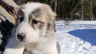 Visiting our 8 week old KarakachanAnatolianGreat Pyrenees Puppy [upl. by Ronda]