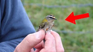 Top 10 Smallest Birds In The World [upl. by Kling]