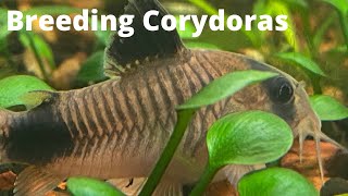 Breeding Corydoras in a Community Tank [upl. by Medarda]