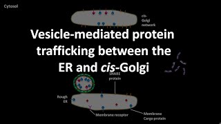 Vesicle mediated protein trafficking between the ER and cis Golgi [upl. by Bernita]