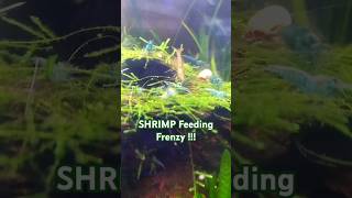 GEES Where Did They All Come From 🤣 Feeding The Shrimps🦐 [upl. by Sherline]