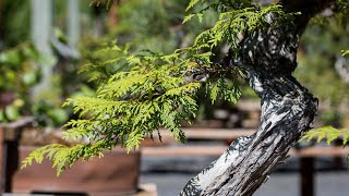 Master Summer Pruning Techniques for Western Redcedar Bonsai [upl. by Alahc]