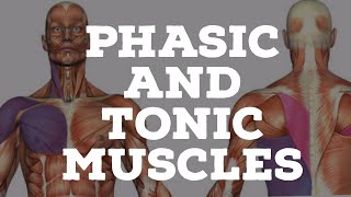 Phasic and tonic muscles [upl. by Kraul]