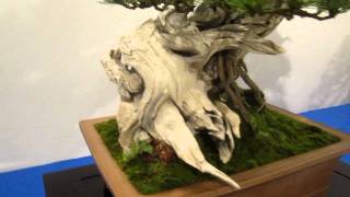 Noelanders Trophy 2012 Bonsai Exhibition Trees Part 1 [upl. by Eisyak800]