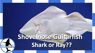 Shovelnose Guitarfish Rhinobatos productus shark or ray [upl. by Ilwain723]