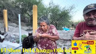 Rayito👵 Chicotes👴 Gatos y Perros [upl. by Hardigg]