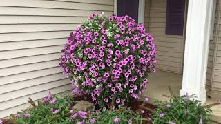 SUPERTUNIA® BORDEAUX amp LOBULARIA SNOW PRINCESS™  wwwgardencrossingscom [upl. by Qifar275]