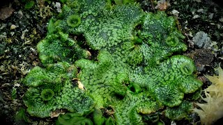 Time Lapse of Liverwort Plant Taking Over the Planter [upl. by Aekahs]