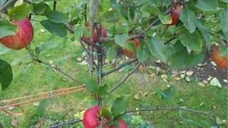 Good year for Braeburn Apples [upl. by Mazel180]