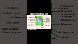 Plant cell🌱biology science education short trendingshorts [upl. by Ecienal]