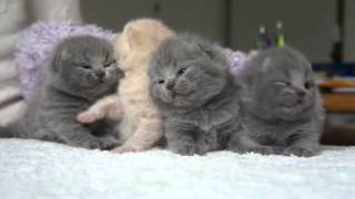 Scottish Fold kittens Temperament d [upl. by Hollingsworth695]