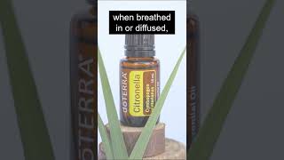 Citronella essential oil benefits and uses [upl. by Jeminah747]