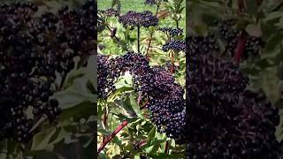 Growing Elderberries Pollination and Ripening👨‍🌾 shorts fruit [upl. by Brocky913]