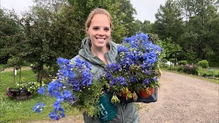 Adding A Pop Of True Blue To The Garden Planting Blue Delphiniums  Simply Bloom [upl. by Oeflein]