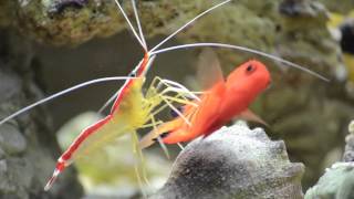 Cleaner Shrimp Cleaning [upl. by Simmie]