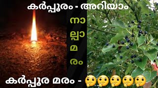 KARPOORAM CAMPHOR TREE കർപ്പൂര മരം  ശുദ്ധമായ കർപ്പൂരം വീട്ടിൽ നിർമിക്കുന്നതെങ്ങനെ [upl. by Tabbi]