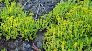 SEDUM MEXICANUM sedum rochas dicasdecultivo dicasparainiciantes mexicanum crassula [upl. by Adnuahsor]