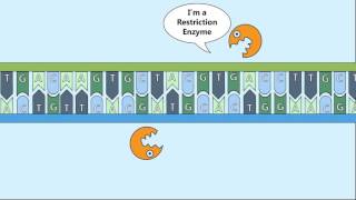 Recombinant DNA Process [upl. by Arit]