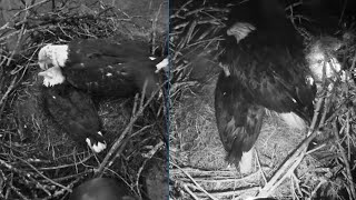 SWFL Bald Eagles 🦅M15 amp F23🦅 huddle together💕to protect eggs through huge storm ⛈️ 2023 Dec 16 [upl. by Haidebez311]