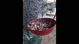 Dove Eventually Realized It Is Too Big For The Feeder [upl. by Asilaj]