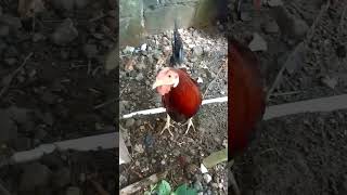 native na manok shortvideo [upl. by Yrro]