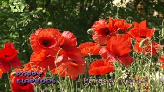 Klaproos  Poppy  Papaver rhoeas 02 [upl. by Novanod]