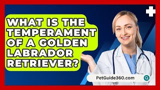 What Is the Temperament of a Golden Labrador Retriever  PetGuide360com [upl. by Niatsirt203]