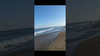 Bluefish on topwater in the surf in Avon NC fishing obx [upl. by Anitsihc]