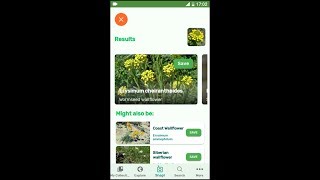 PlantSnap identifies a Wormseed wallflower Erysimum cheiranthoides [upl. by Caravette19]