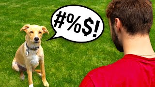 Cussing Dog Prank [upl. by Eillo]