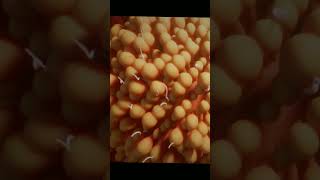 Fertilization Process  3D Animation 4k animation asmr [upl. by Asecnarf478]